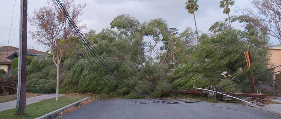 Trees collapsed onto a street after a major windstorm